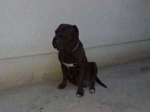 Vand femela cane corso