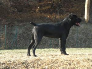 vand 2 femele cane corso cu pedegre