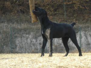 vand 2 femele cane corso cu pedegre