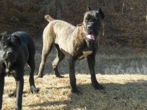 vand 2 femele cane corso cu pedegre