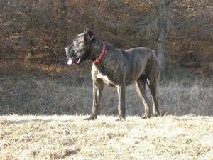 vand 2 femele cane corso cu pedegre