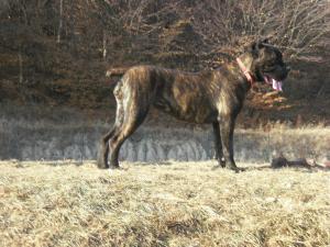 vand 2 femele cane corso cu pedegre