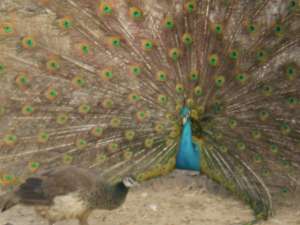 Pauni india blue