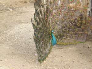 Pauni india blue