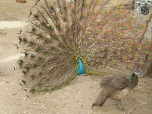 Pauni india blue