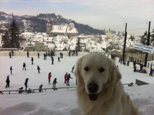 OFER LA MONTA MASCUL GOLDEN RETRIEVER ALB
