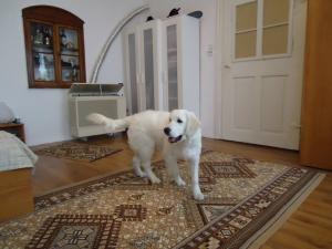 OFER LA MONTA MASCUL GOLDEN RETRIEVER ALB