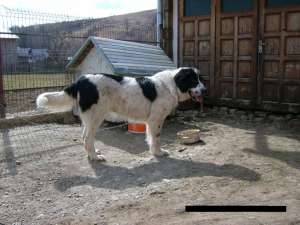 NEGOCIABIL! Ciobanesc Romanesc de Bucovina!