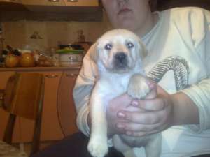Vand pui labrador retriver auriu