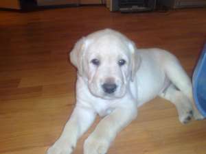 Vand pui labrador retriver auriu