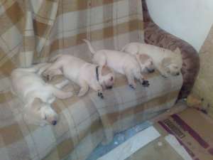 Vand pui labrador retriver auriu