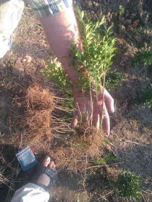 Buxus rasad