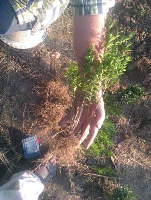 Buxus rasad