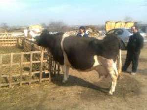 Vand 4 vaci Holstein si o baltata roamaneasca