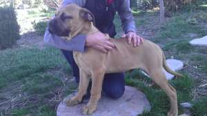 Vand Pui masculi BULLMASTIFF