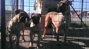 Vand Pui masculi BULLMASTIFF