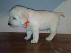 Vand catelusi labrador retriever auriu