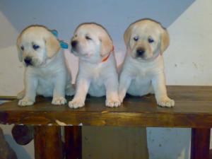 Vand catelusi labrador retriever auriu