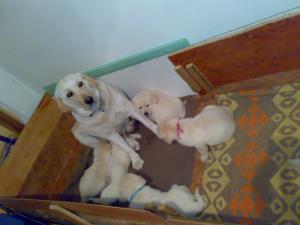 Vand catelusi labrador retriever auriu