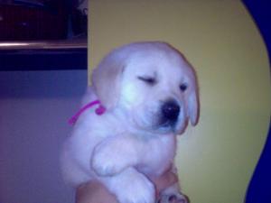 Vand catelusi labrador retriever auriu