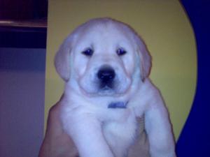 Vand catelusi labrador retriever auriu