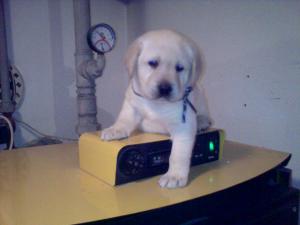 Vand catelusi labrador retriever auriu