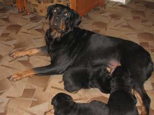 O super frumoasa fetita de ROTTWEILER
