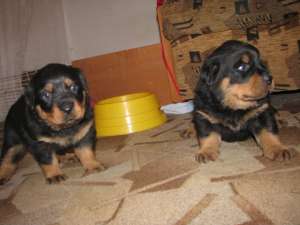O super frumoasa fetita de ROTTWEILER