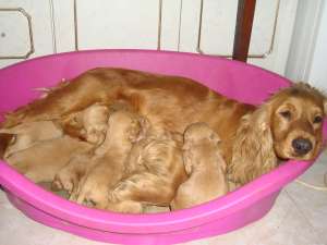 cocker spaniel