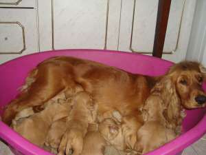 cocker spaniel