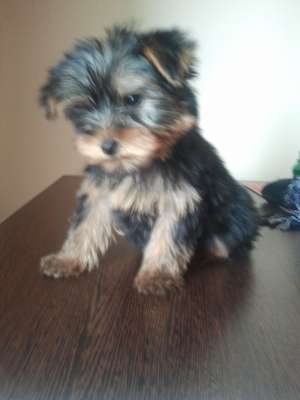 yorkshire terrier