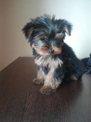 yorkshire terrier