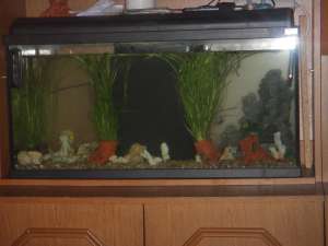 vand acvariu de 120 litri