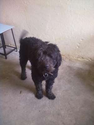 pierdut caniche negru noiembrie 2011