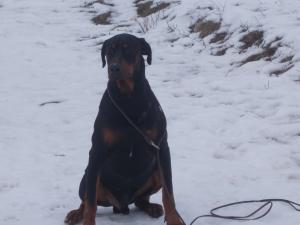 DRESAJ CANIN DEVA