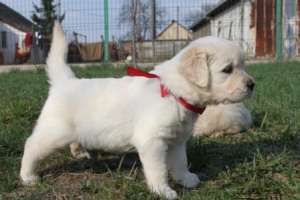 catei de golden retriever