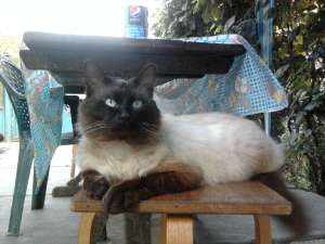 adopt pisic siamez