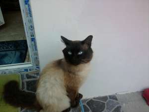 adopt pisic siamez