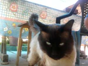adopt pisic siamez