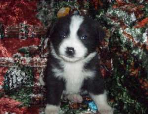 border collie rasa pura