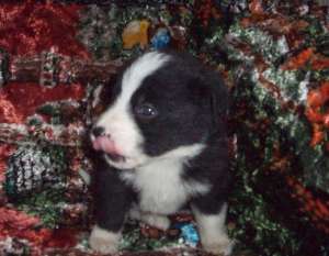border collie rasa pura