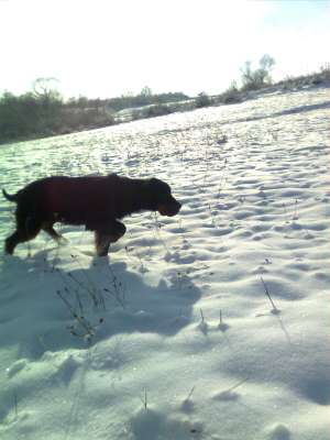 Vand Setter Gordon