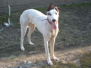 vand caine ogar greyhund