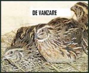 VAND PREPELITE , PUI SI OUA