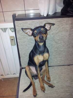 Pinscher pitic caut domnisoara pentru imperechere