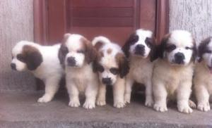 saint bernard rasa pura