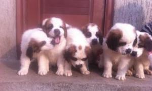 saint bernard rasa pura