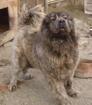 vand mascul ciobanesc caucazian