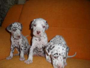VIND  5 PUI RASA DALMATIAN FOARTE JUCAUSI