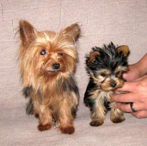 Vand catei yorkshire terrier